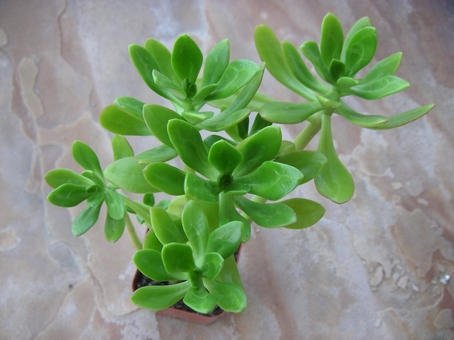 Chá de Bálsamo tem efeito cicatrizante