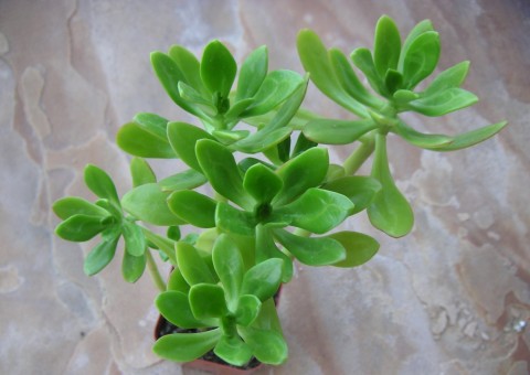 Chá de Bálsamo tem efeito cicatrizante