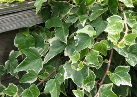 Tônica e anti-inflamatória, Hera auxilia fígado