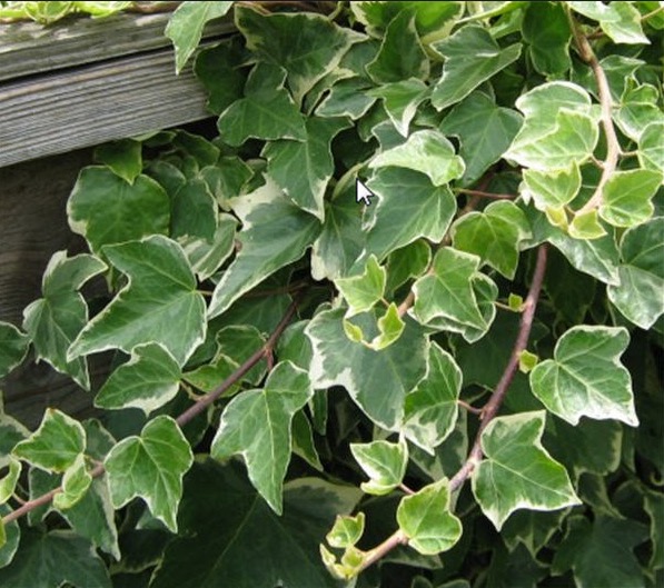 Tônica e anti-inflamatória, Hera auxilia fígado