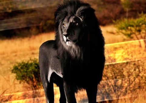 Veja incríveis animais que nasceram com melanismo escurecido