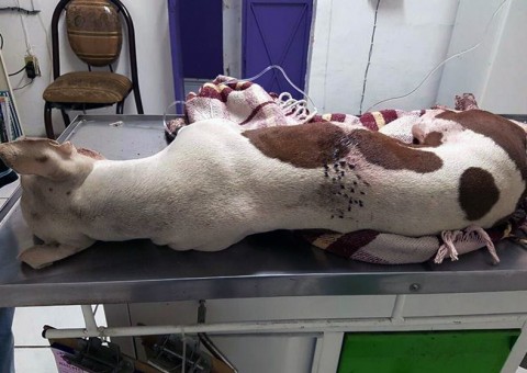 Cão morre após ser atingindo com fogos de artifício 