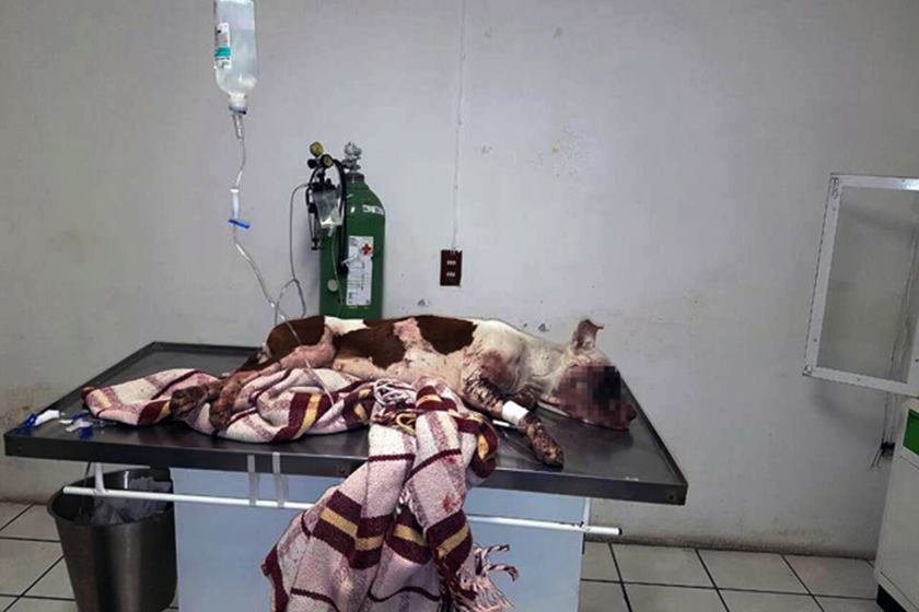 Cão morre após ser atingindo com fogos de artifício 