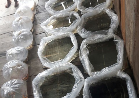 Cerca de 6 mil alevinos de aruanã são apreendidos com contrabandista internacional no AM