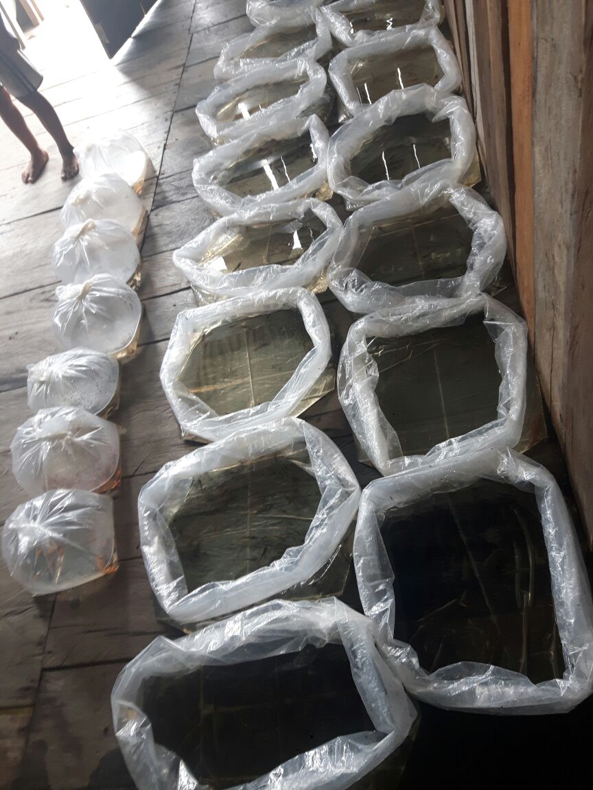 Cerca de 6 mil alevinos de aruanã são apreendidos com contrabandista internacional no AM