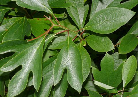 Planta brasileira é indicada para combater úlceras e sífilis