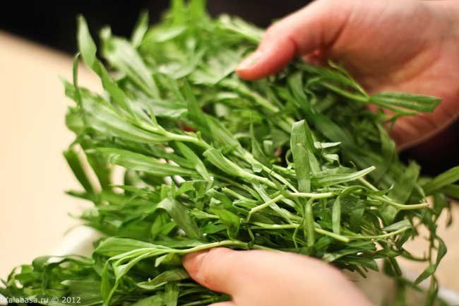 'Estragão' é indicado contra problemas digestivos