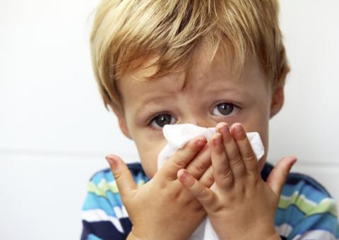 Catarro pulmonar pode ser combatido com 'Escolopendra'