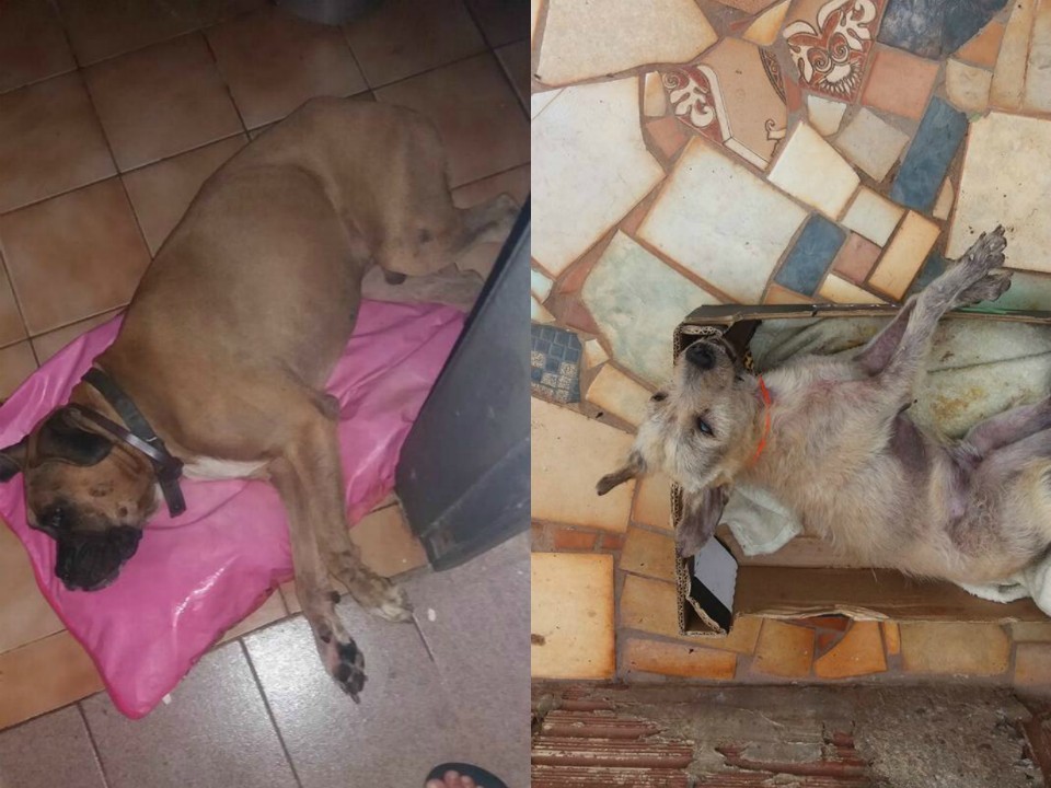 Cães morrem com parada cardíaca durante fogos do Reveillon