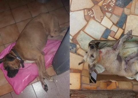 Cães morrem com parada cardíaca durante fogos do Reveillon
