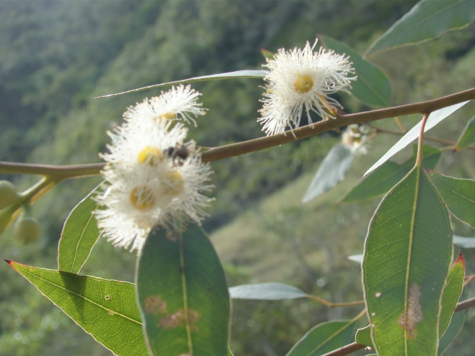 De clima tropical, planta ajuda a descongestionar vias respiratórias