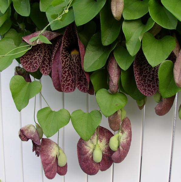 Chá de 'Jarrinha' pode ajudar na cura de infecções urinárias 