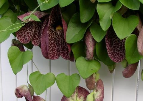 Chá de 'Jarrinha' pode ajudar na cura de infecções urinárias 