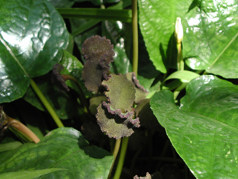 Pasta feita com planta ajuda firmar ossos fraturados