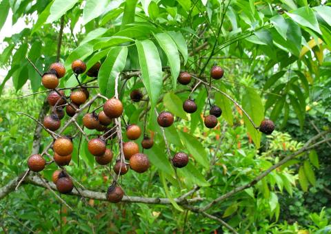 Fruto do saboeiro ajuda na lavagem de roupa e louça