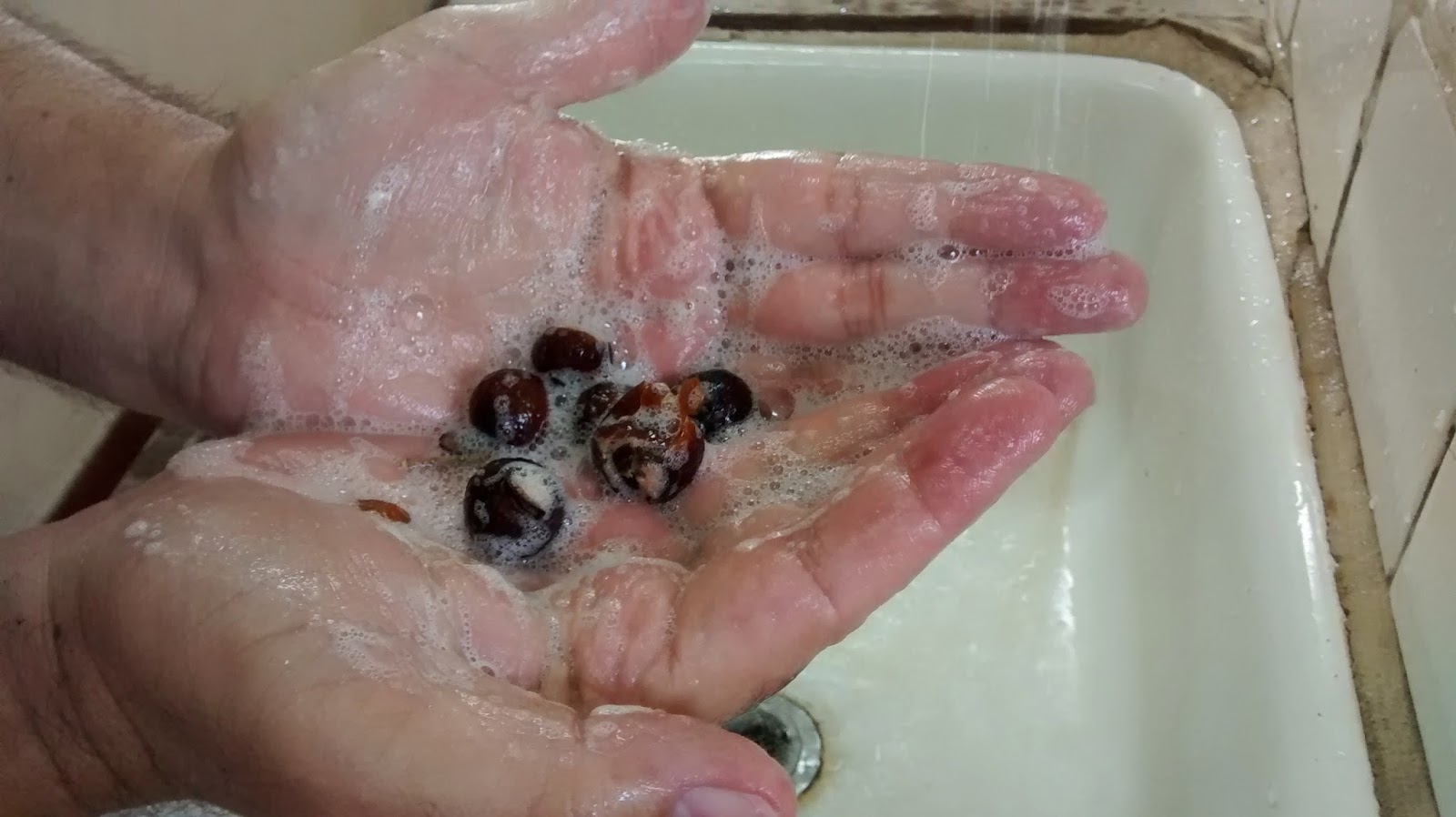 Fruto do saboeiro ajuda na lavagem de roupa e louça