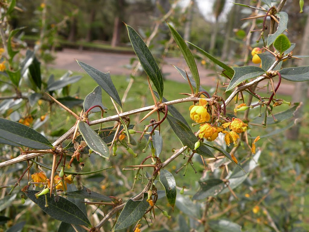 Conheça planta indicada para combater pedras nos rins