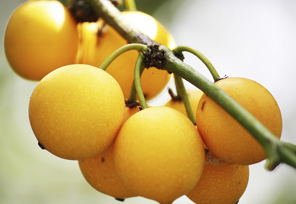 Pesquisas revelam que 'Bacupari' pode ajudar na luta contra o câncer