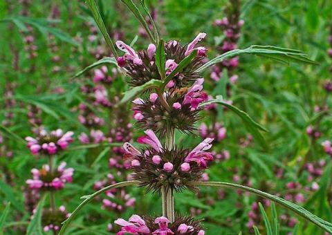 Com fama de 'cura tudo', conheça os benefícios do Macaé