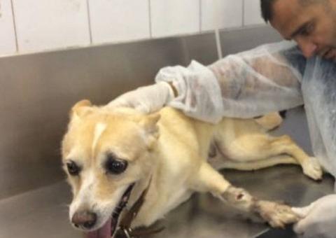 Cadela é vítima de bala perdida em confronto no Rio 