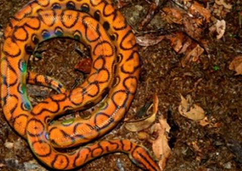 Jovem furta jiboia rara 'Arco-íris' para comprar drogas em Manaus