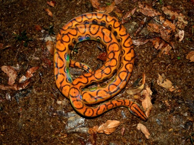 Jovem furta jiboia rara 'Arco-íris' para comprar drogas em Manaus