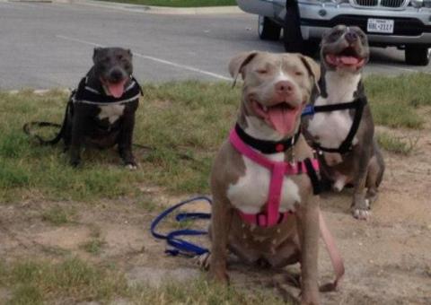 Idoso morre após ataque de cães da raça pitbull