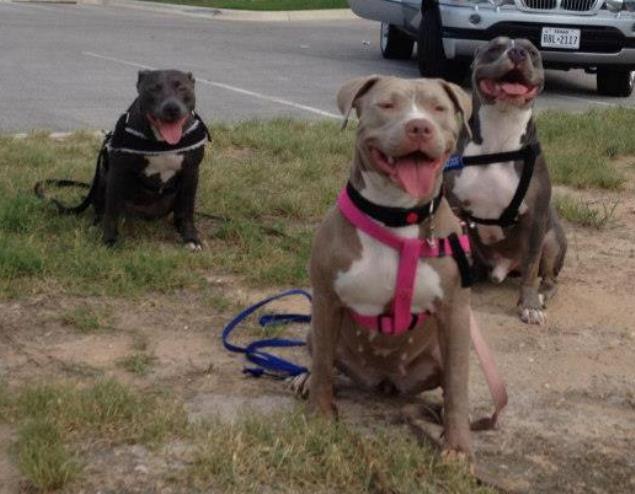 Idoso morre após ataque de cães da raça pitbull