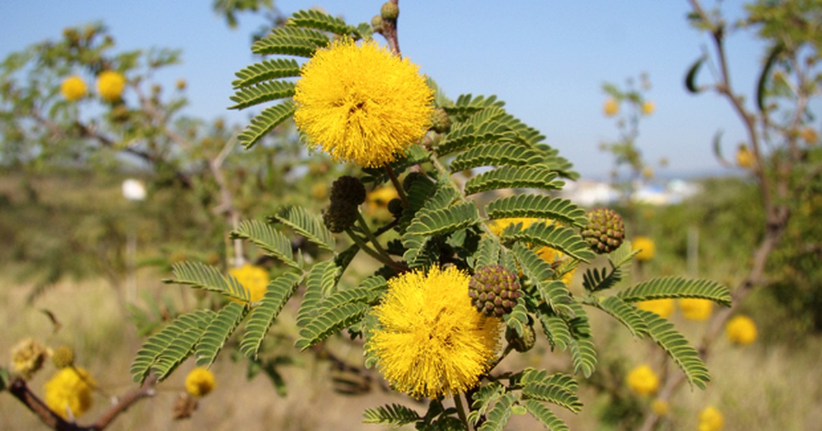 Conheça um forte aliado natural no tratamento contra reumatismo