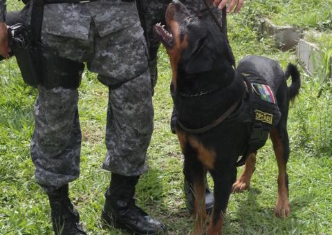 Morre cão labrador da PM que atuou em desaparecimentos e encontro de cadáveres