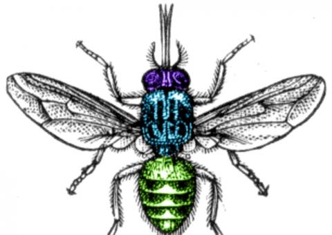 Picada de mosca deixa as vítimas em sono profundo; entenda