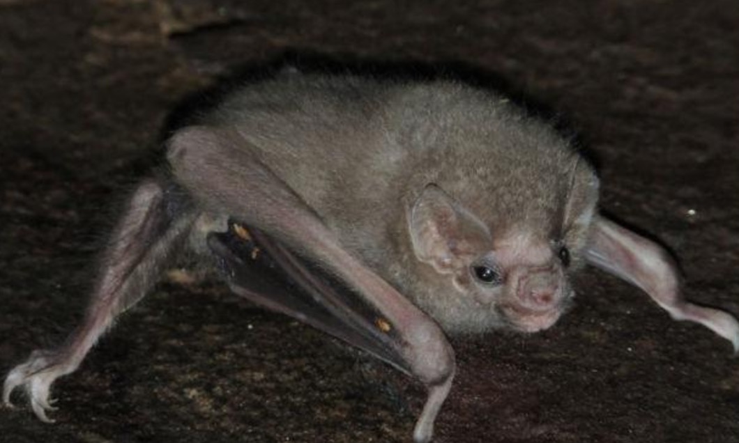 Espécie rara de "vampiro" que se alimenta de sangue humano é descoberta no Brasil 