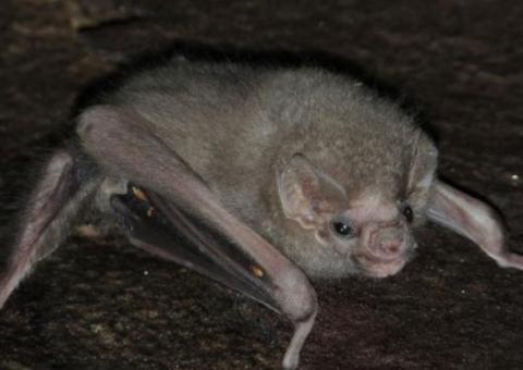 Espécie rara de "vampiro" que se alimenta de sangue humano é descoberta no Brasil 