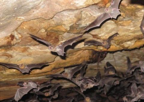 Espécie de morcego pode se alimentar de sangue humano no Brasil