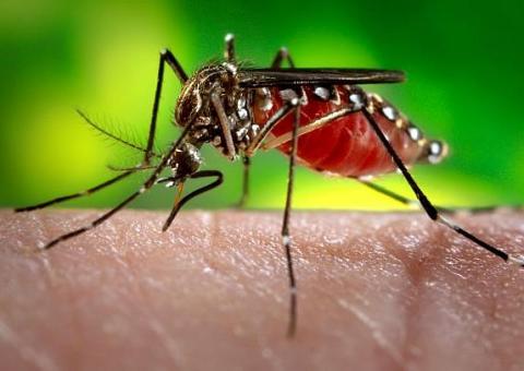 Semsa confirma 4.418 casos de zika vírus em Manaus e  23 sob investigação