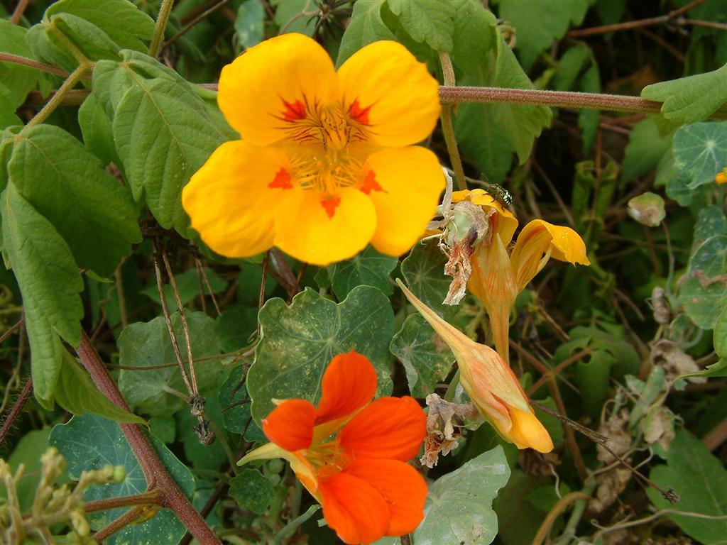Com sabor semelhante ao do agrião, erva pode ajudar a combater queda de cabelo  