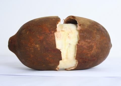 Rico em vitaminas, Cupuaçu ajuda na prevenção contra o câncer