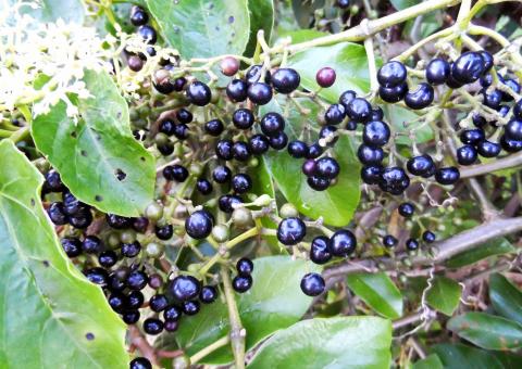 Uva do Mato é boa para cólicas e diabetes