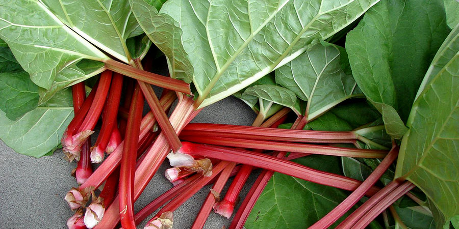 Aprenda como tratar problemas hepáticos e intestinais