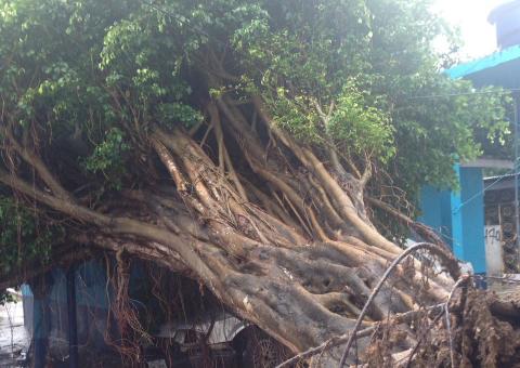 Árvore cai durante chuva e atinge UBS em Manaus