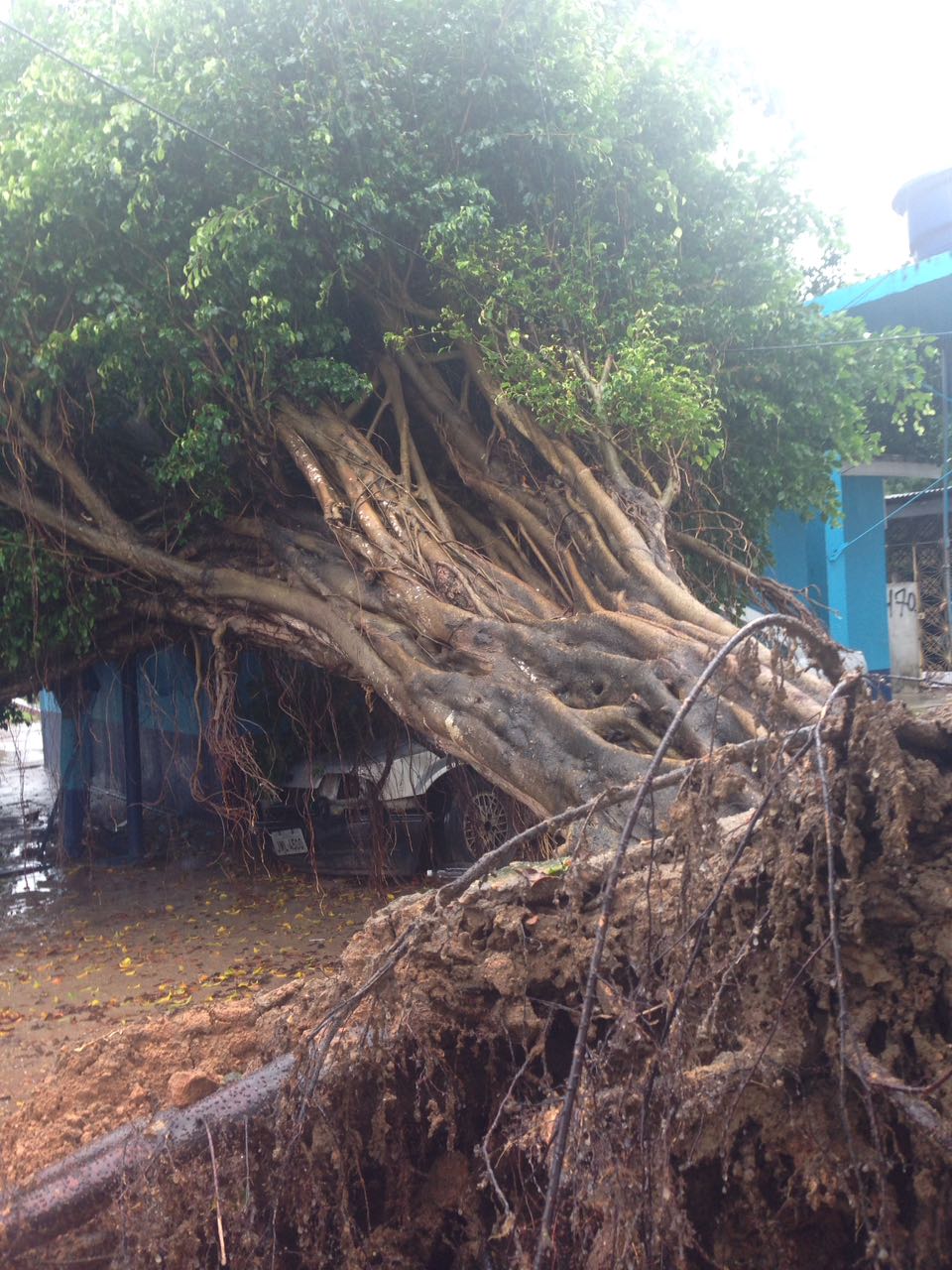 Árvore cai durante chuva e atinge UBS em Manaus
