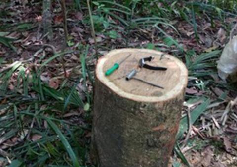 Árvore cai e mata serrador em área de floresta fechada no interior