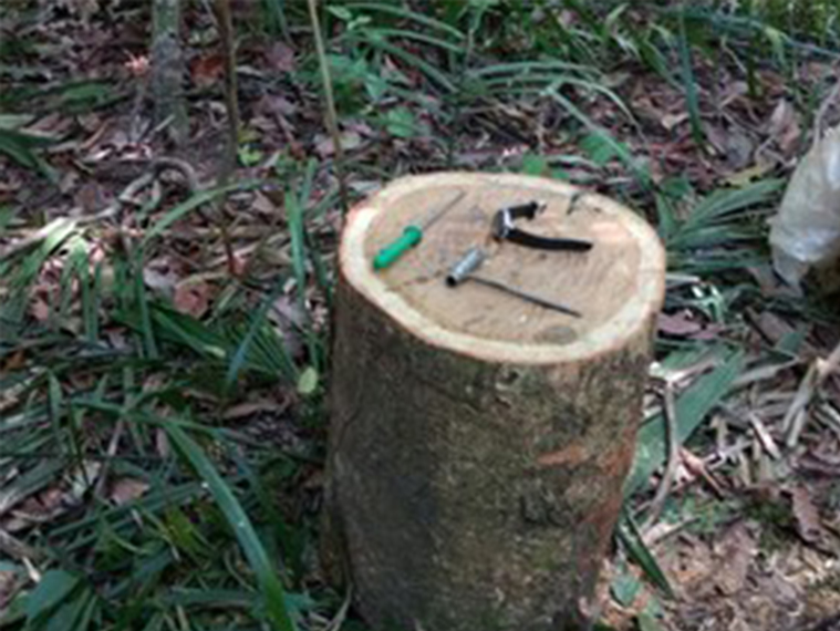 Árvore cai e mata serrador em área de floresta fechada no interior
