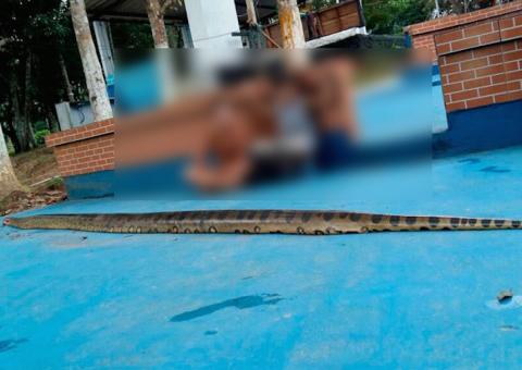 ‘Anaconda' é morta a pauladas após atacar moradores no Amazonas 