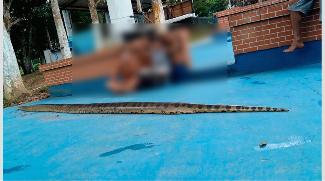 ‘Anaconda' é morta a pauladas após atacar moradores no Amazonas 