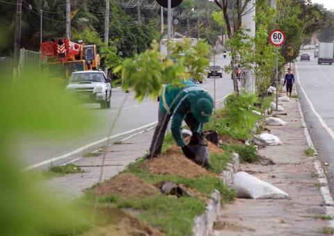  Arboriza Manaus intensifica manutenção de muda de plantas 