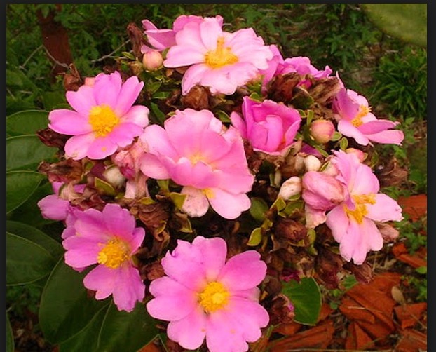 Rica em proteínas, conheça ingrediente natural para combater anemia