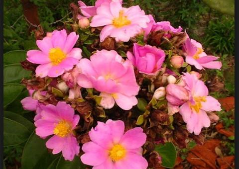 Rica em proteínas, conheça ingrediente natural para combater anemia