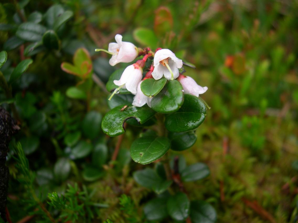 Chá de planta medicinal pode ajudar a combater cistite e uretrite