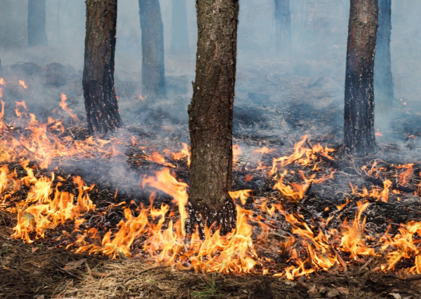 Órgãos discutem planejamento para combate a queimadas em 2017